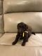 Aussie Doodles Puppies for sale in Frederick, MD, USA. price: $1,500