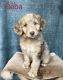 Aussie Doodles Puppies for sale in Scio, OR 97374, USA. price: $1,100