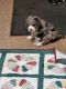 Aussie Doodles Puppies for sale in Appleton, WI, USA. price: NA