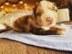 Aussie Doodles Puppies for sale in Pisgah, AL 35765, USA. price: $1,800