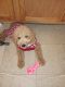 Aussie Doodles Puppies for sale in Tuscaloosa, AL, USA. price: $850
