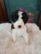 Aussie Doodles Puppies for sale in Pleasant Plains, AR 72568, USA. price: NA