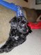 Aussie Doodles Puppies for sale in Oklahoma City, OK, USA. price: $600