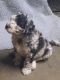 Aussie Doodles Puppies for sale in Coulterville, IL 62237, USA. price: $1,500