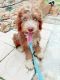 Aussie Doodles Puppies for sale in Benbrook, TX 76116, USA. price: $420