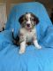 Aussie Doodles Puppies for sale in Frederick, MD, USA. price: NA