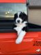 Aussie Doodles Puppies for sale in Aubrey, TX, USA. price: $1,800