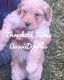 Aussie Doodles Puppies for sale in South Charleston, OH 45368, USA. price: $950