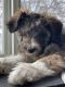 Aussie Doodles Puppies for sale in Stanchfield, MN 55080, USA. price: $500