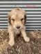 Aussie Doodles Puppies for sale in Wichita, KS, USA. price: $800
