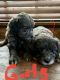 Aussie Doodles Puppies for sale in Pontotoc, MS 38863, USA. price: NA