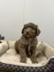 Aussie Doodles Puppies for sale in Ansonia, OH 45303, USA. price: $800
