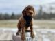 Aussie Doodles Puppies for sale in Jacksonville, VT 05342, USA. price: $1,500