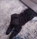 Aussie Doodles Puppies for sale in Sartell, MN 56377, USA. price: $500