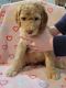 Aussie Doodles Puppies for sale in Cape Girardeau, MO, USA. price: NA