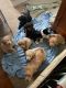Aussie Doodles Puppies for sale in Boyne City, MI 49712, USA. price: NA