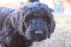 Aussie Doodles Puppies for sale in Boise, ID, USA. price: NA