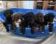 Aussie Doodles Puppies for sale in Tampa, FL, USA. price: $1,200