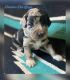 Aussie Doodles Puppies for sale in Montgomery, TX, USA. price: $1,200