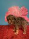 Aussie Doodles Puppies for sale in Silver Springs, FL 34488, USA. price: $500