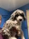 Aussie Doodles Puppies for sale in Stanford, KY 40484, USA. price: NA