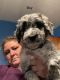 Aussie Doodles Puppies for sale in Stanford, KY 40484, USA. price: NA