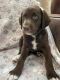 Aussie Doodles Puppies for sale in Gilbert, AZ, USA. price: NA