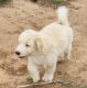 Aussie Doodles Puppies for sale in Oklahoma City, OK, USA. price: $1,000