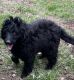Aussie Doodles Puppies for sale in Effingham, IL 62401, USA. price: NA