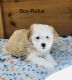 Aussie Doodles Puppies for sale in Hamilton, MI 49419, USA. price: $1,000