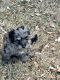 Aussie Doodles Puppies for sale in Rockwall, TX, USA. price: $2,500