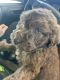 Aussie Doodles Puppies for sale in Cameron, NC 28326, USA. price: $600
