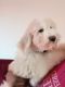 Aussie Doodles Puppies for sale in Chicago, IL, USA. price: $1,500