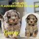 Aussie Doodles Puppies for sale in Austin, TX, USA. price: $2,800