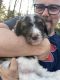 Aussie Doodles Puppies for sale in Delaware, AR 72835, USA. price: NA