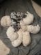 Aussie Doodles Puppies for sale in Zumbrota, MN 55992, USA. price: $900