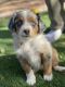 Aussie Doodles Puppies for sale in Apache Junction, AZ, USA. price: $2,500