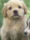Aussie Doodles Puppies for sale in Apache Junction, AZ, USA. price: NA