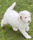 Aussie Doodles Puppies for sale in Owen Dr, Fayetteville, NC, USA. price: NA
