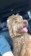 Aussie Doodles Puppies for sale in Lawrenceburg, TN, USA. price: $900