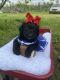 Aussie Doodles Puppies for sale in Springville, TN 38256, USA. price: $500