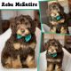 Aussie Doodles Puppies for sale in Georgetown, TX 78626, USA. price: $2,800