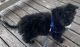 Aussie Doodles Puppies for sale in Lubbock, TX 79407, USA. price: $600