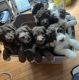 Aussie Doodles Puppies for sale in Charlton, MA 01507, USA. price: NA
