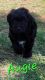 Aussie Doodles Puppies for sale in Salina, KS, USA. price: NA