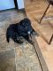 Aussie Doodles Puppies for sale in Winterset, IA 50273, USA. price: $500