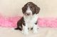 Aussie Doodles Puppies for sale in Rhinelander, WI 54501, USA. price: $1,250