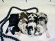 Aussie Doodles Puppies for sale in Rolla, MO, USA. price: $3,000