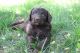 Aussie Doodles Puppies for sale in Abilene, KS 67410, USA. price: NA