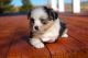 Aussie Doodles Puppies for sale in Reno, NV, USA. price: $1,500